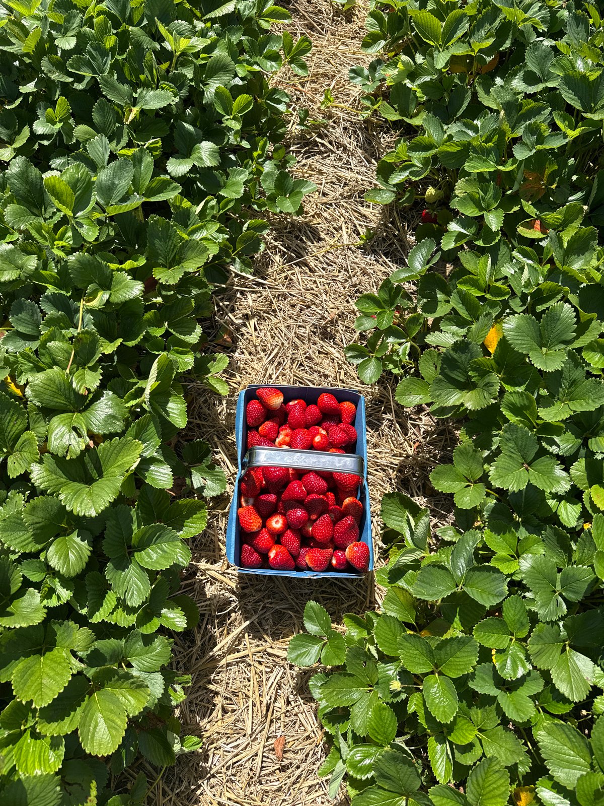 Pick-your-own strawberry farm visit in Great Yarmouth