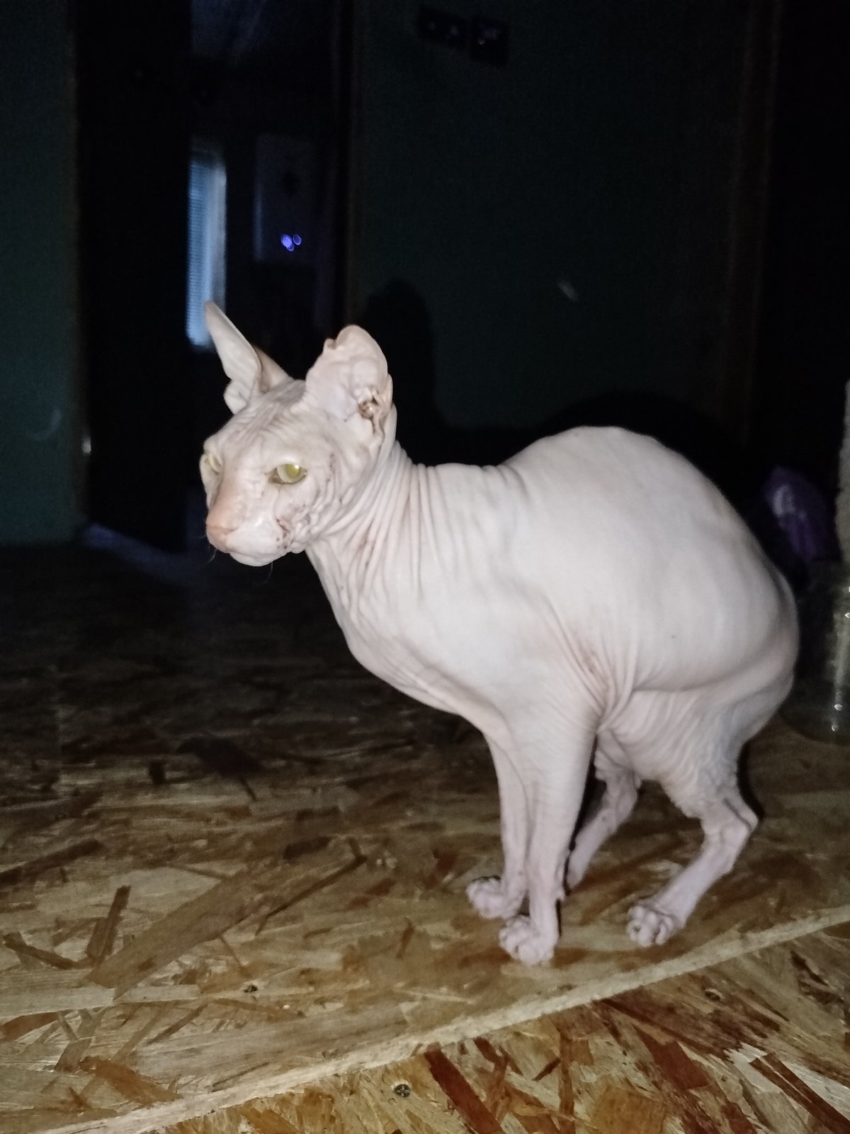 Sphynx cat, twilight forest, and backyard greenhouse in Zavodoukovsk
