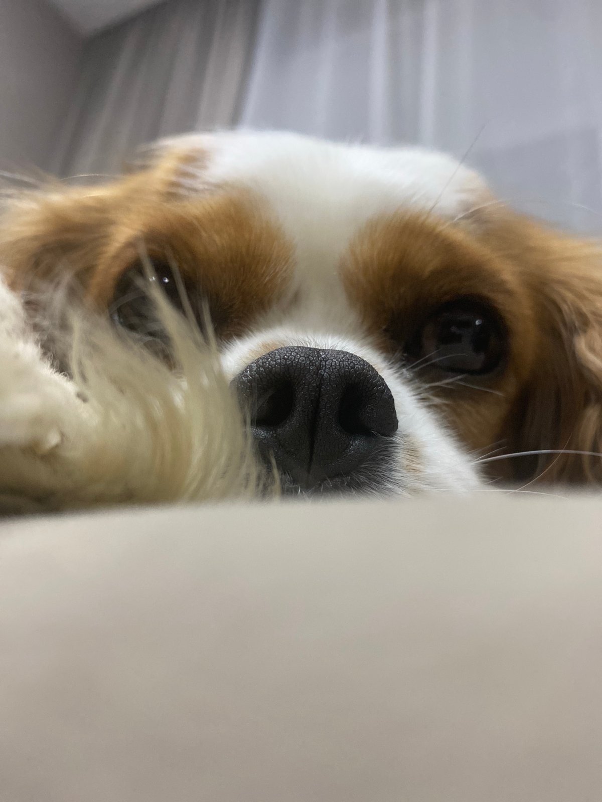 Pets Rest and Roam in Home Setting