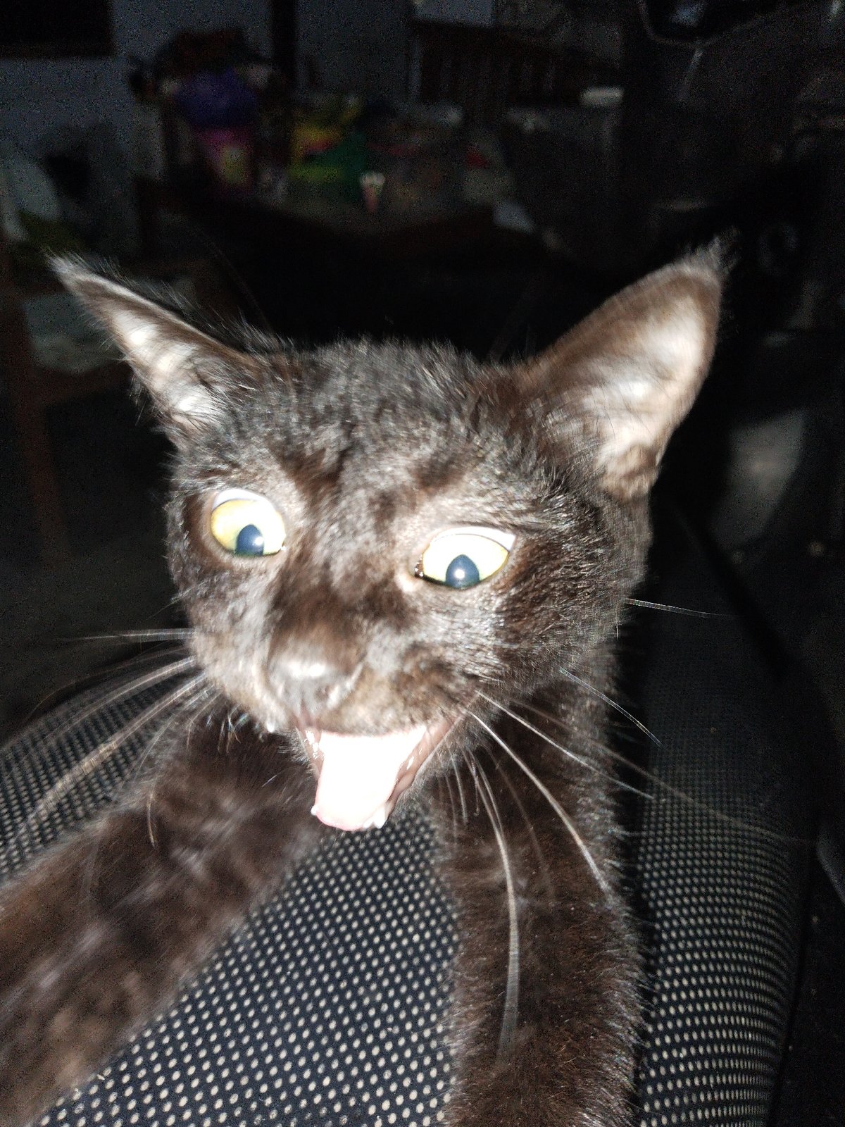 Cats observed during outdoor meal preparation, plantains served
