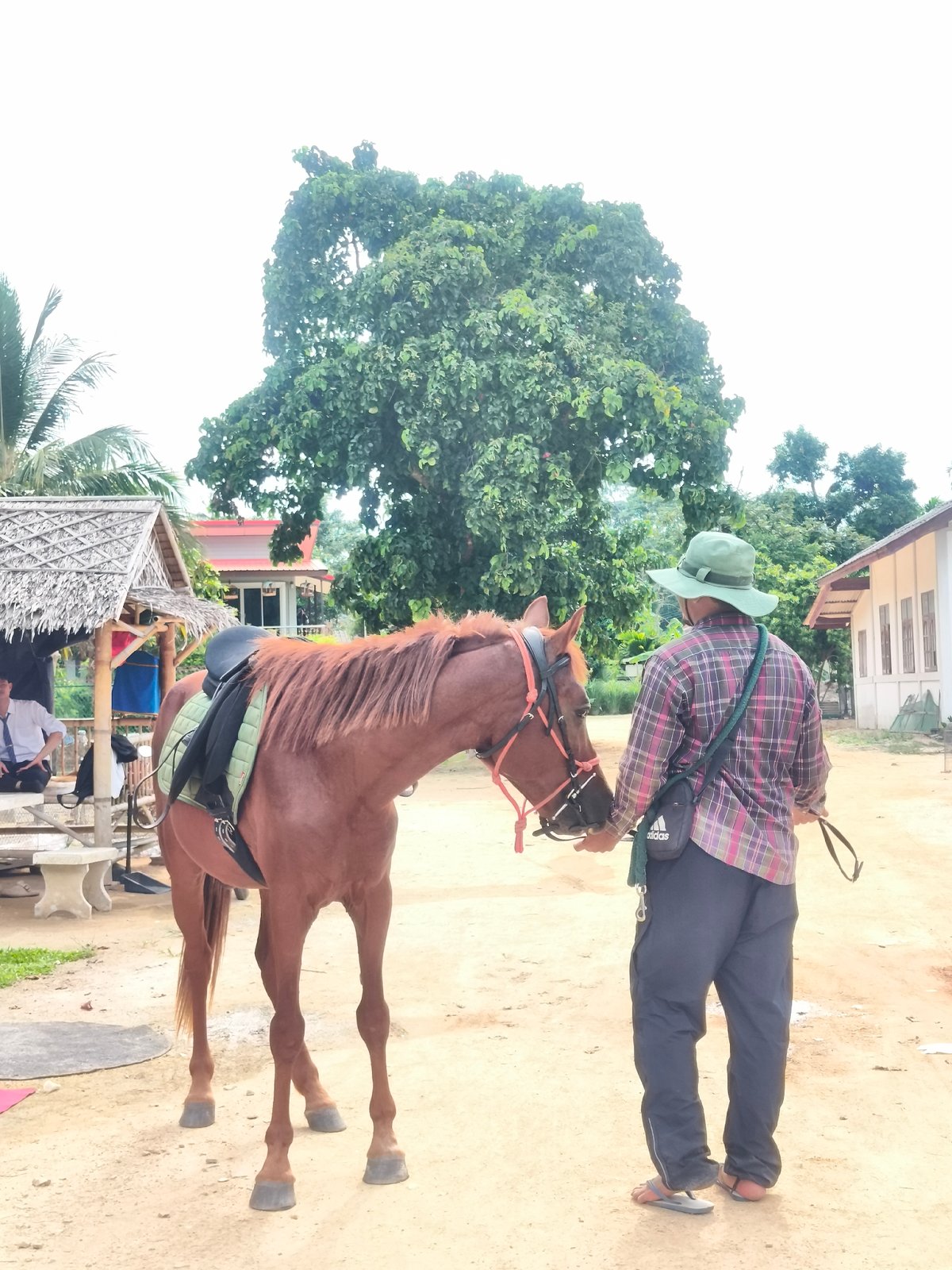 Man handles saddled horse in rural Thailand village