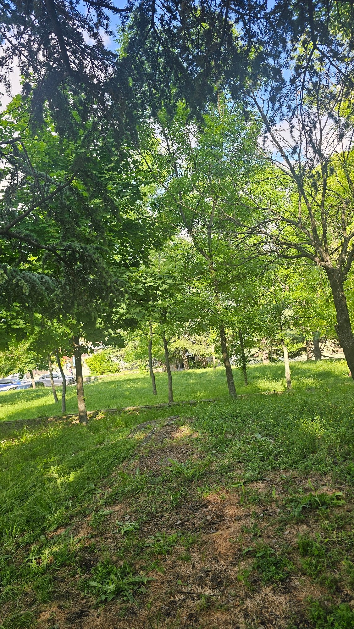 Park scene shows mixed grass conditions, empty of people