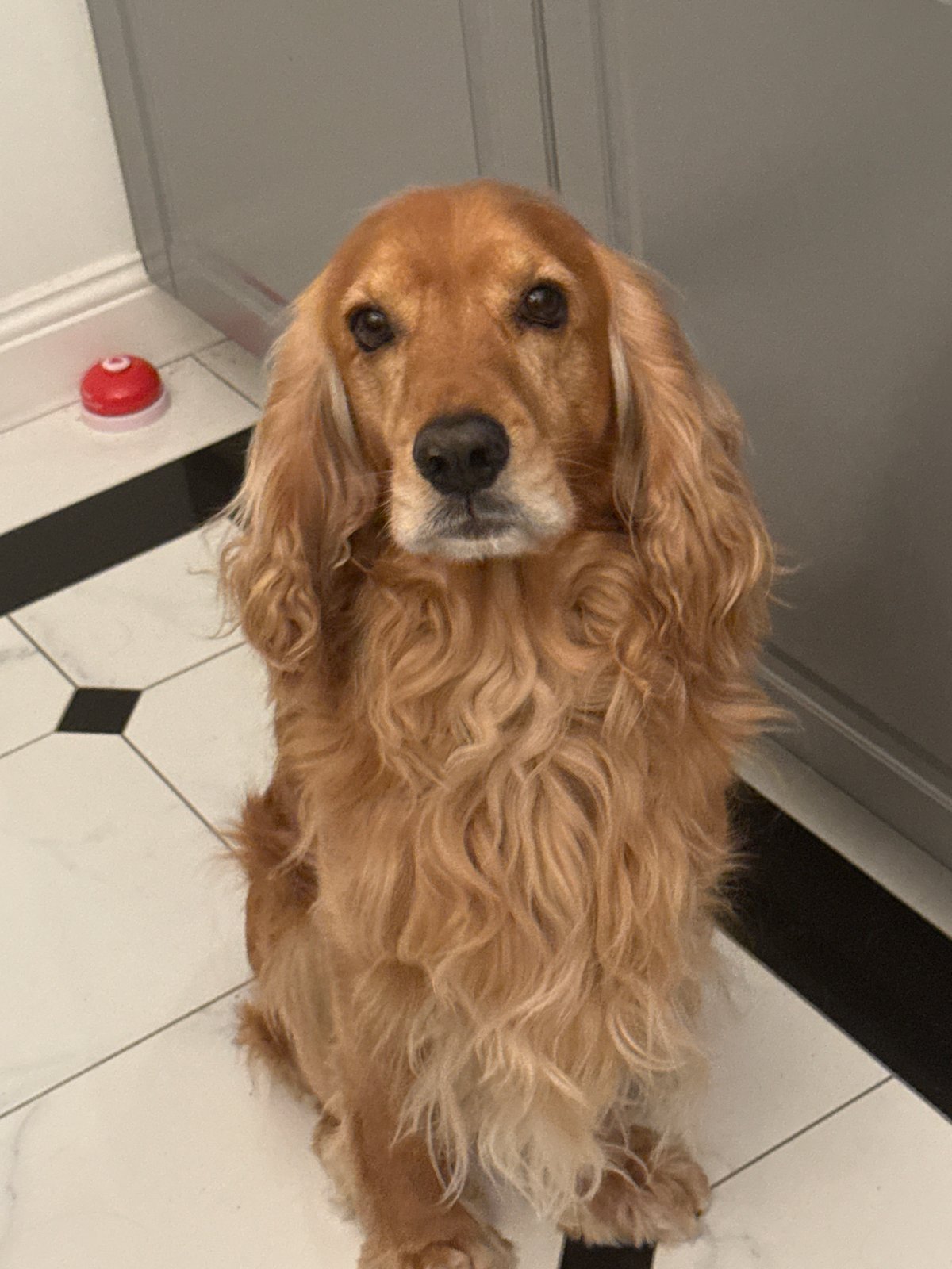 Cocker Spaniel relaxing and goofing around the house