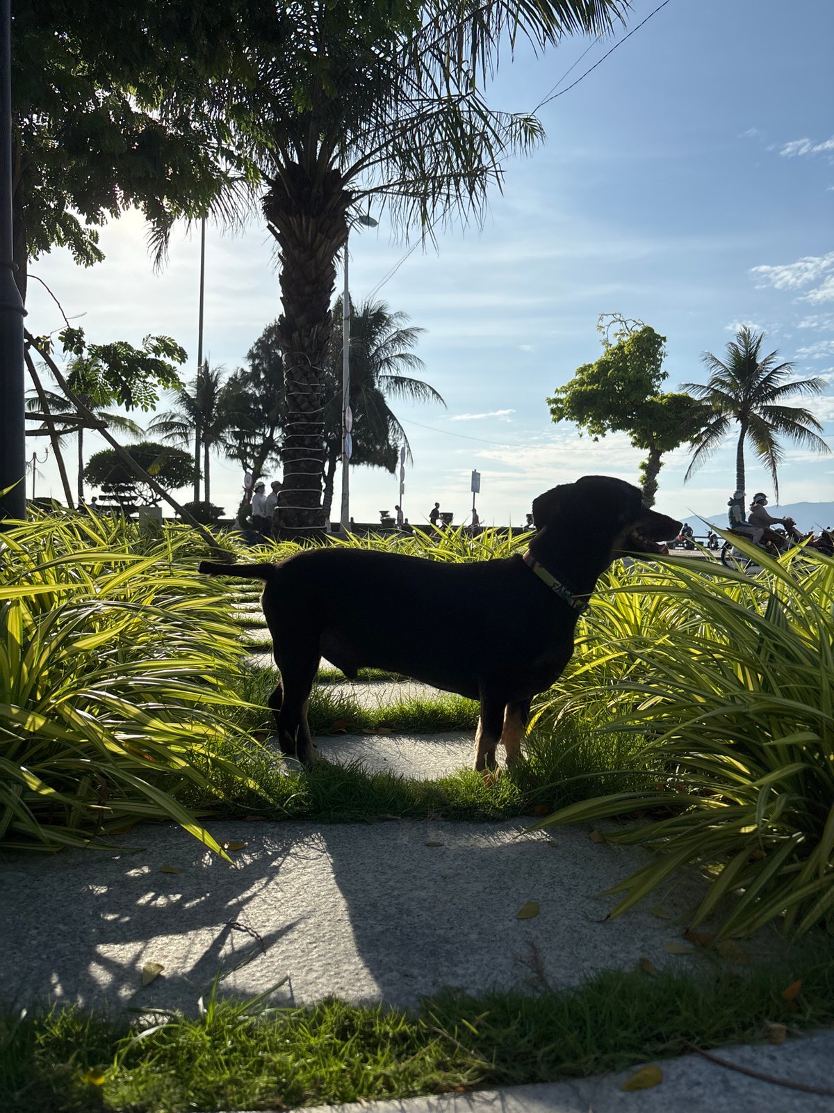 Nha Trang's coastal promenade on a quiet sunny morning