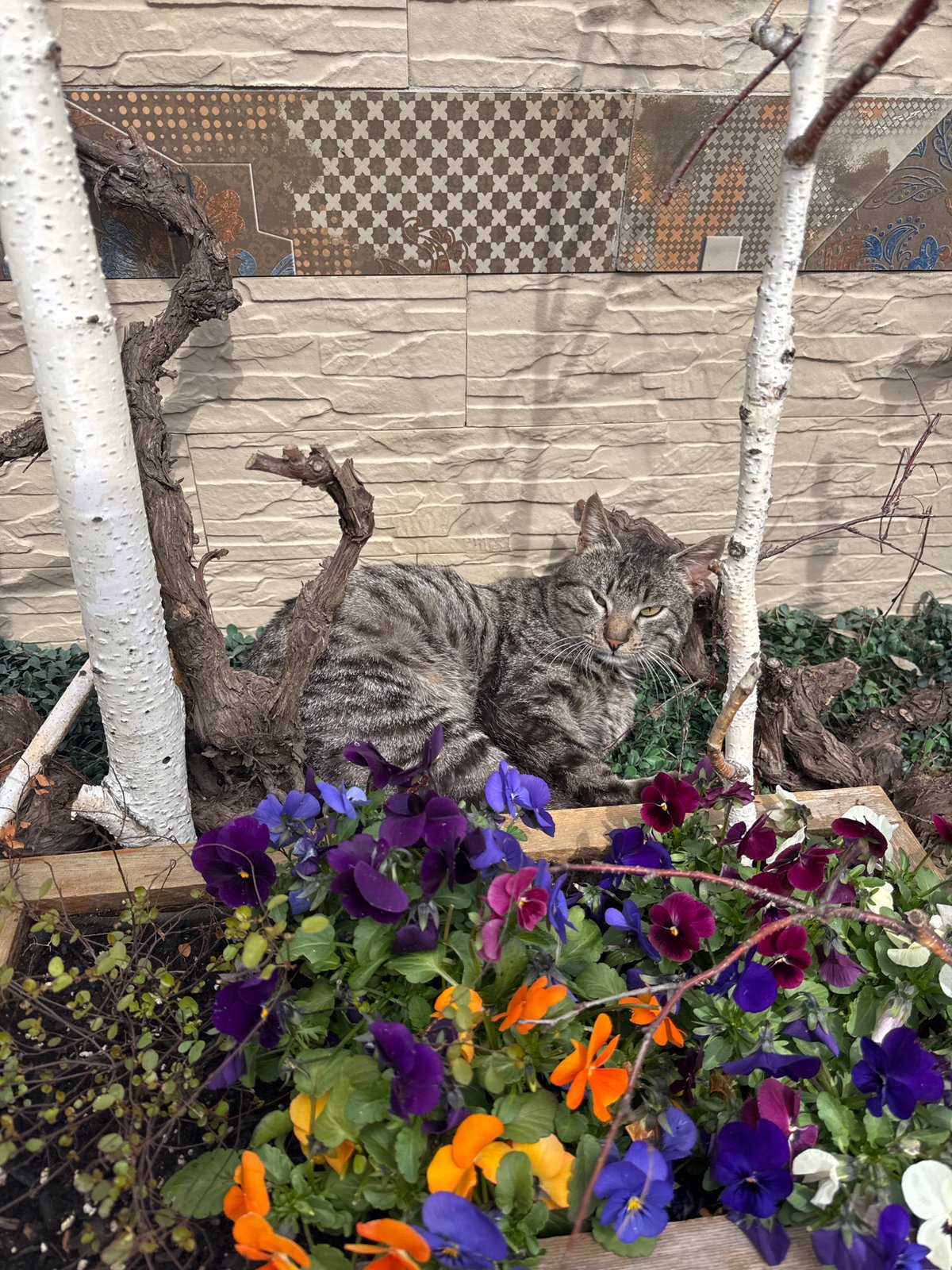 Tabby cat naps in planter box in Burgas