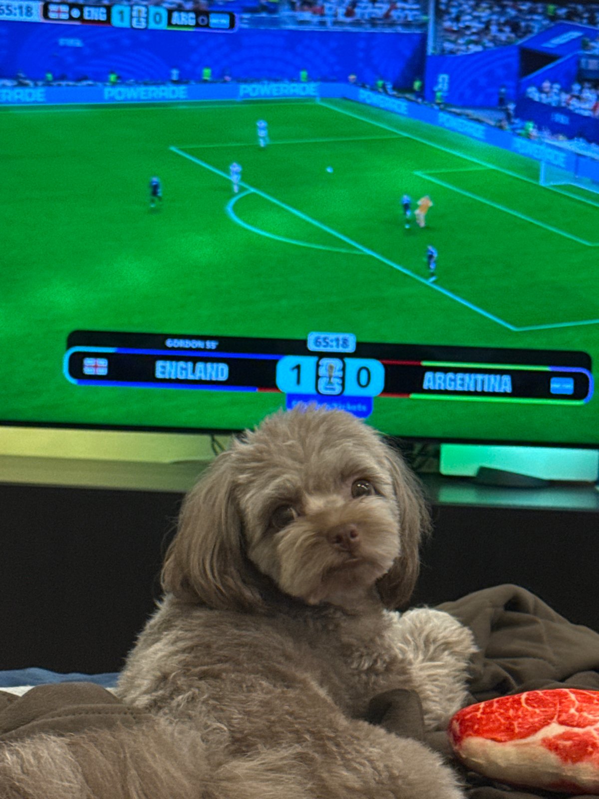 Two dogs chilling at home with a soccer match on TV