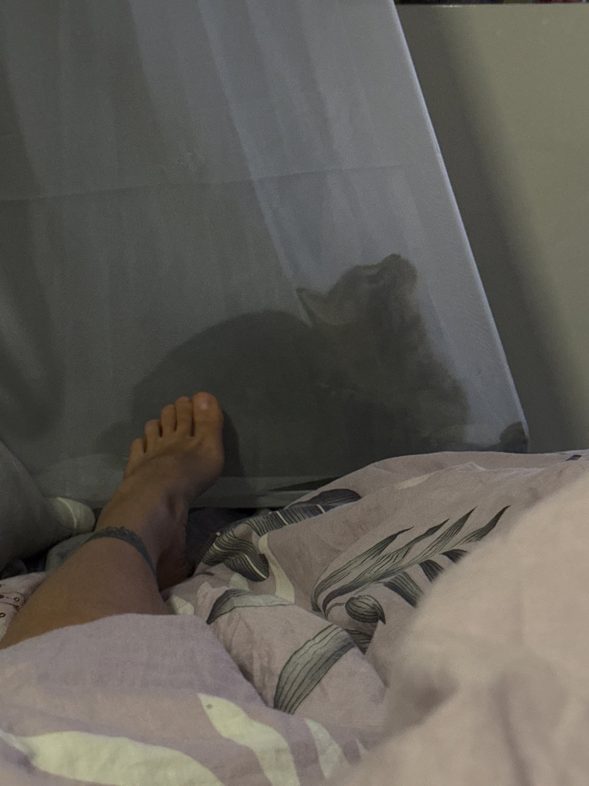 Person reads Yalom book in bed with cat companion