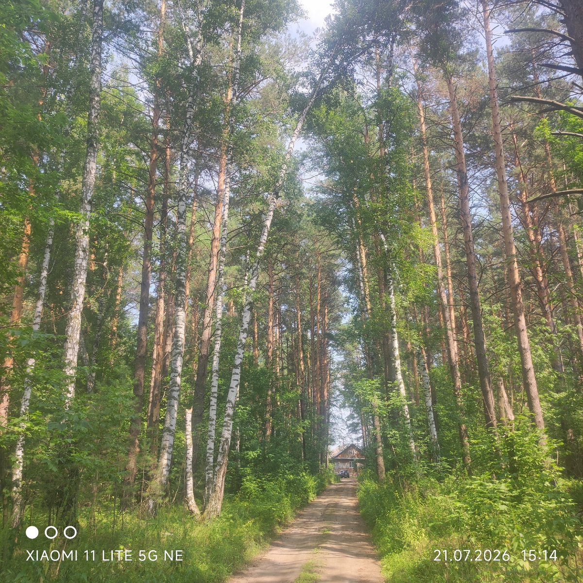 Sunlit forest road through birch and pine, Siberia
