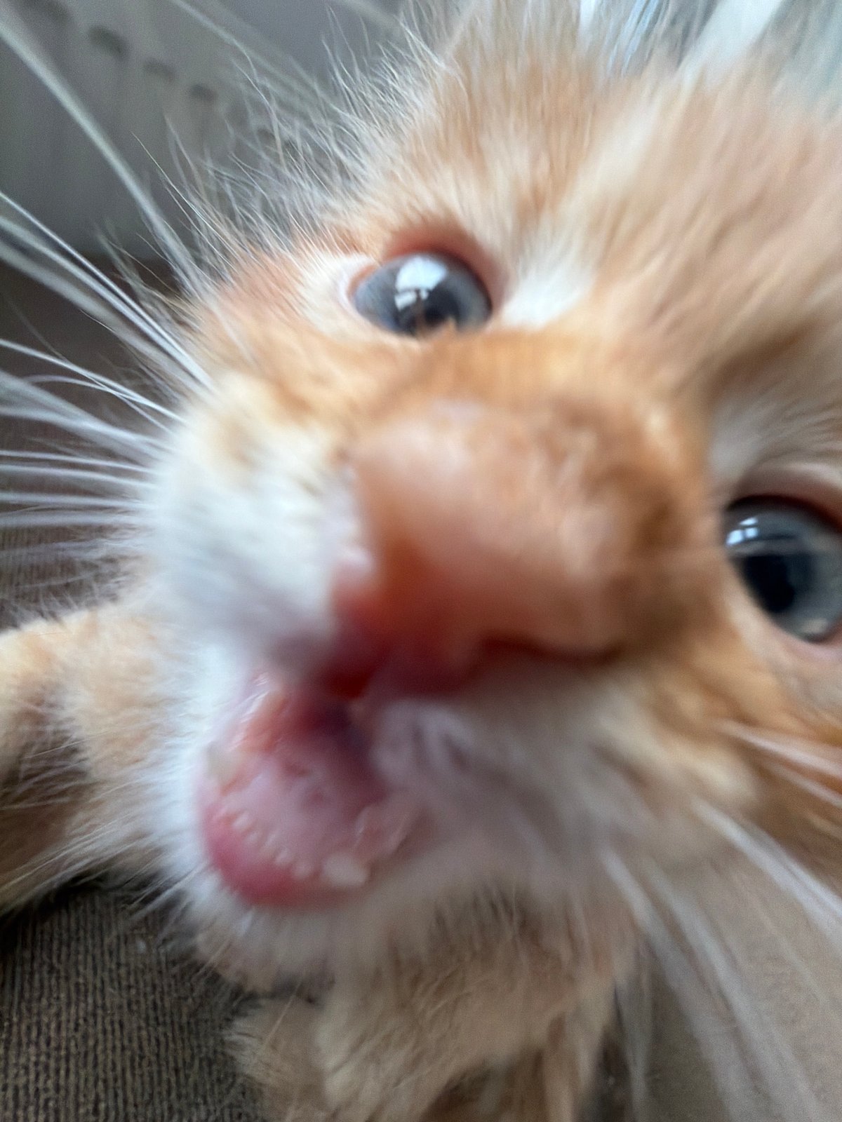 Ginger kitten photographed in playful indoor session, Khimki