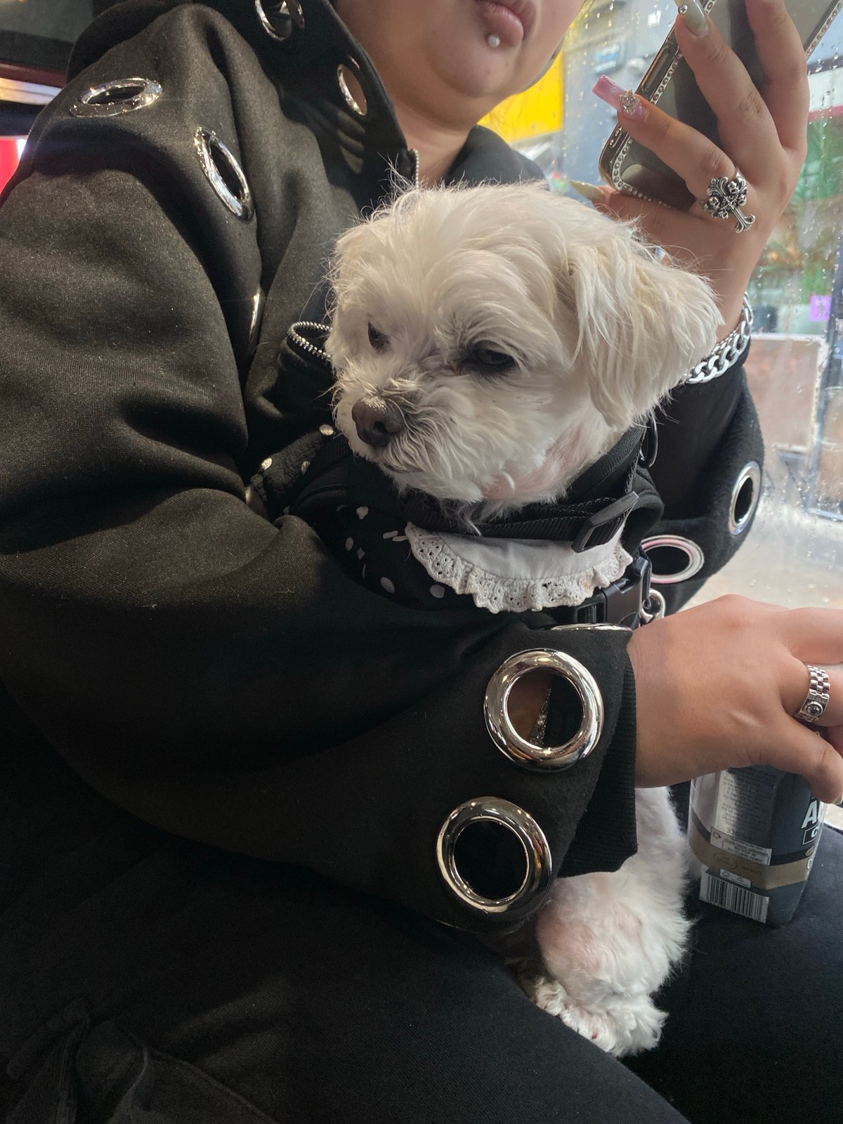 Person holds small white dog in London