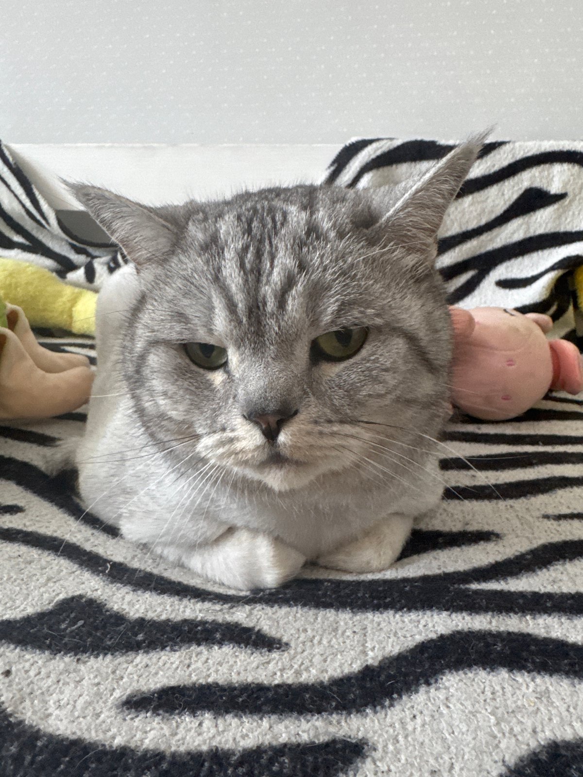 Grey tabby chills on zebra blanket while a laptop runs nearby