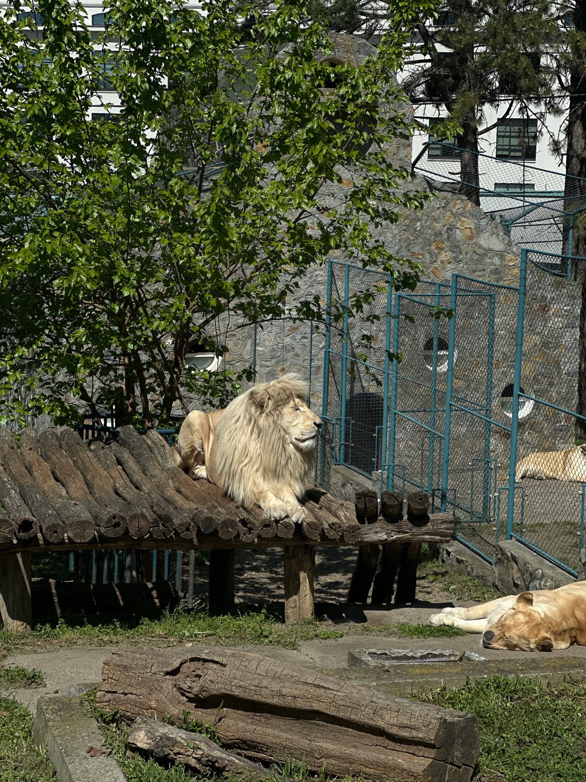 Visitor documents animal encounters during Belgrade Zoo trip
