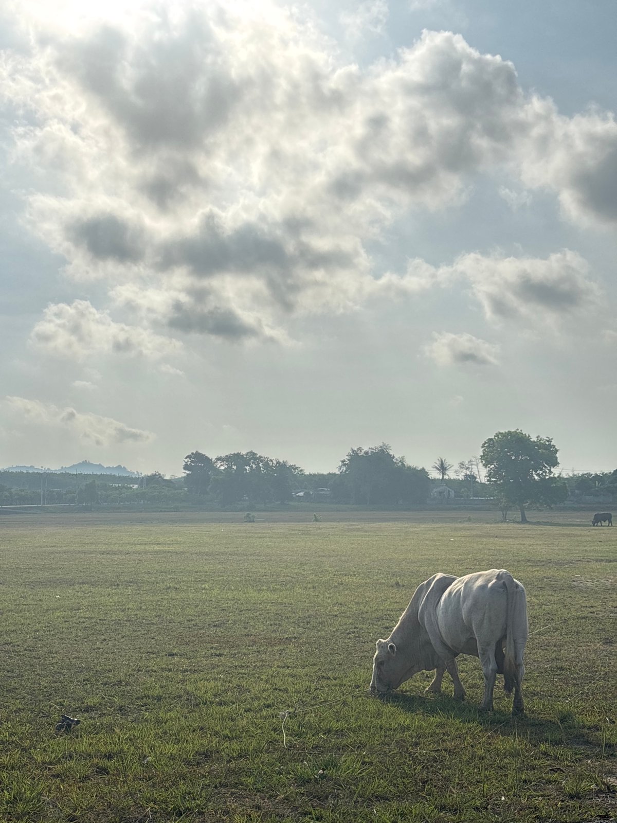 Early morning pastoral scenes captured around Choeng Thale, Thailand