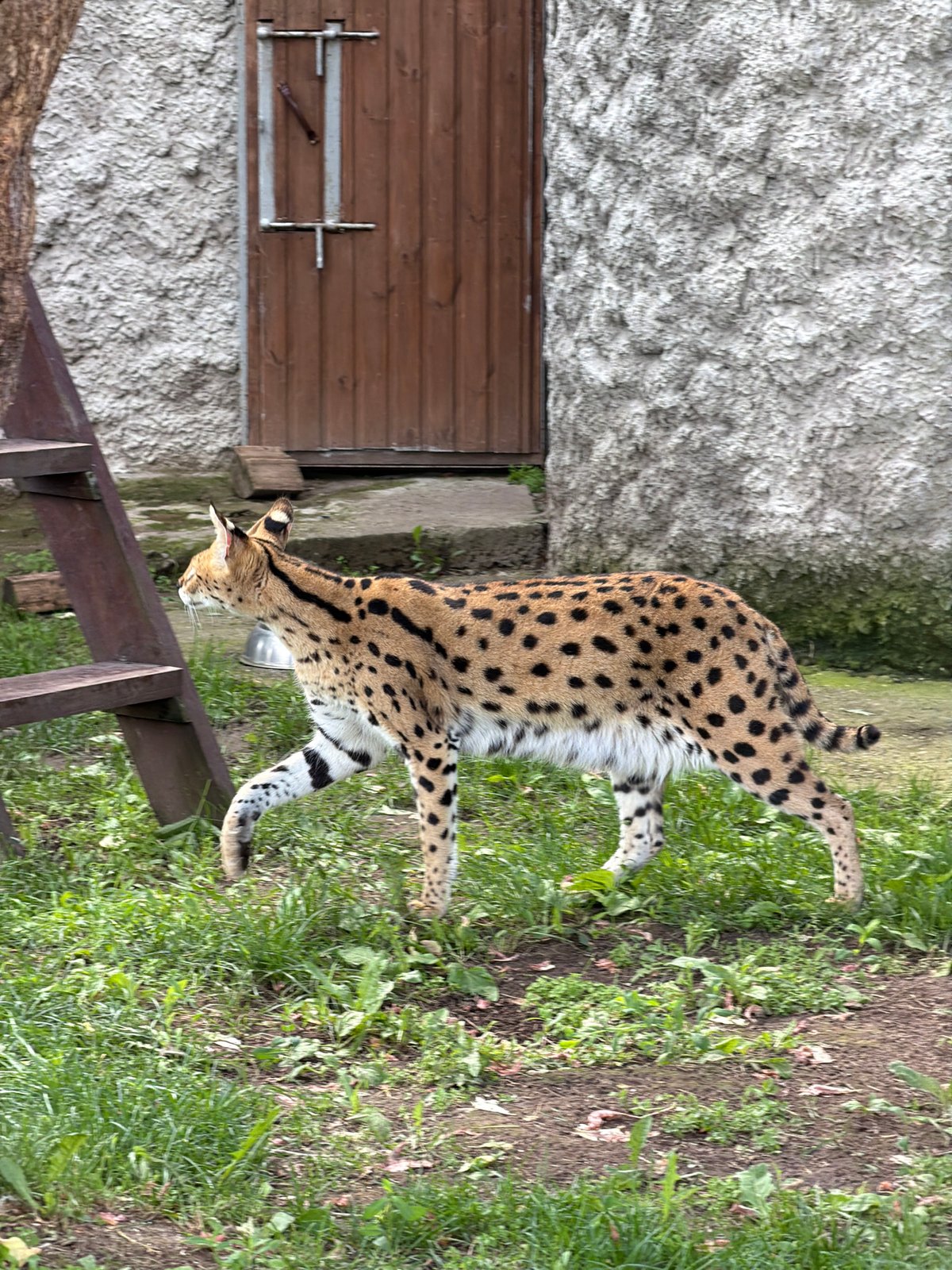 Morning walk through Izhevsk Zoo, covering dozens of species