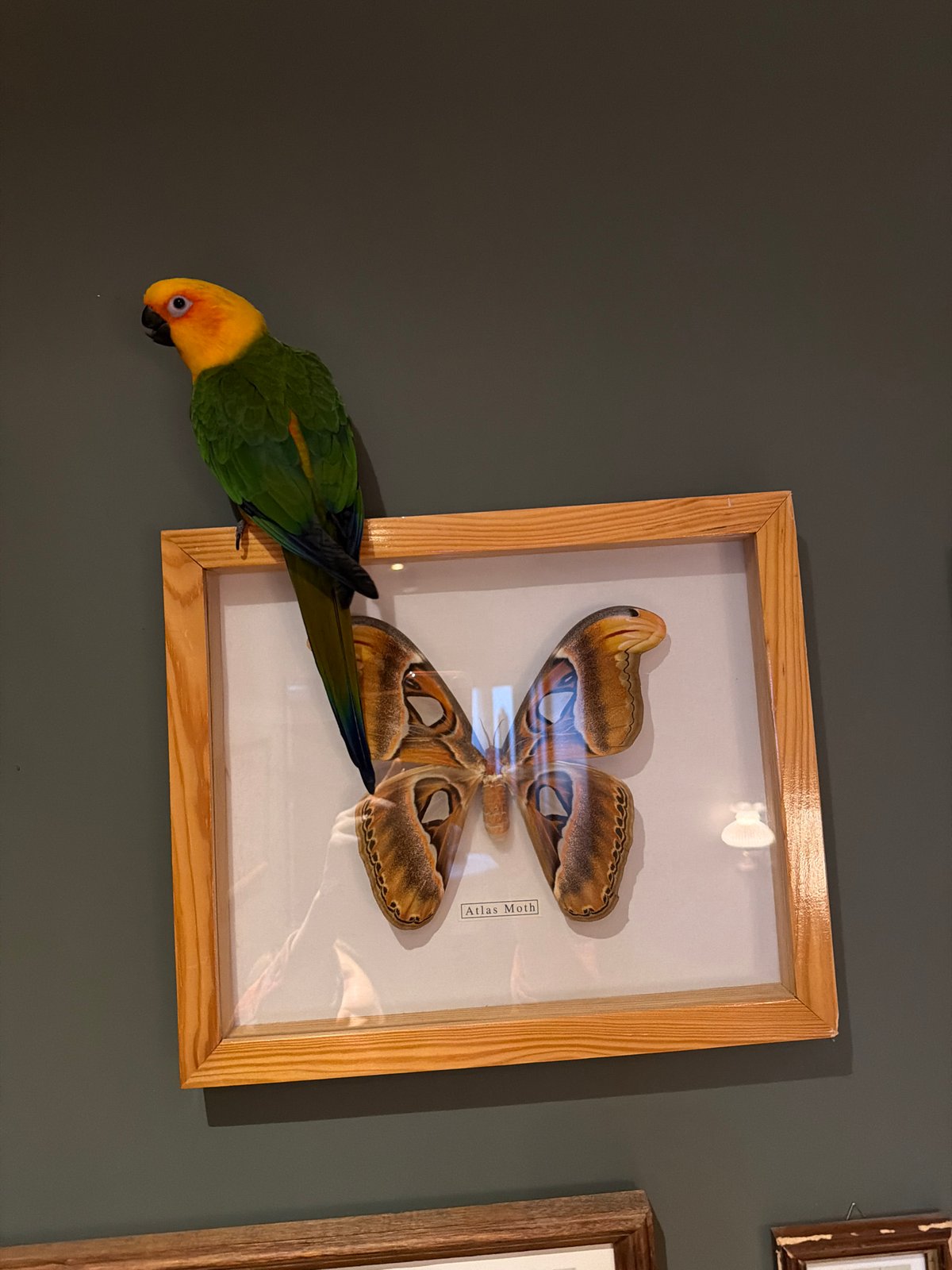 Parrot interacts with artwork and child in Khimki home
