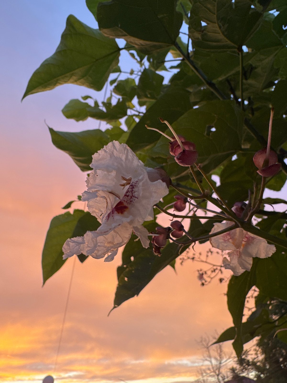 Flowering trees and a vivid dusk sky, caught at golden hour
