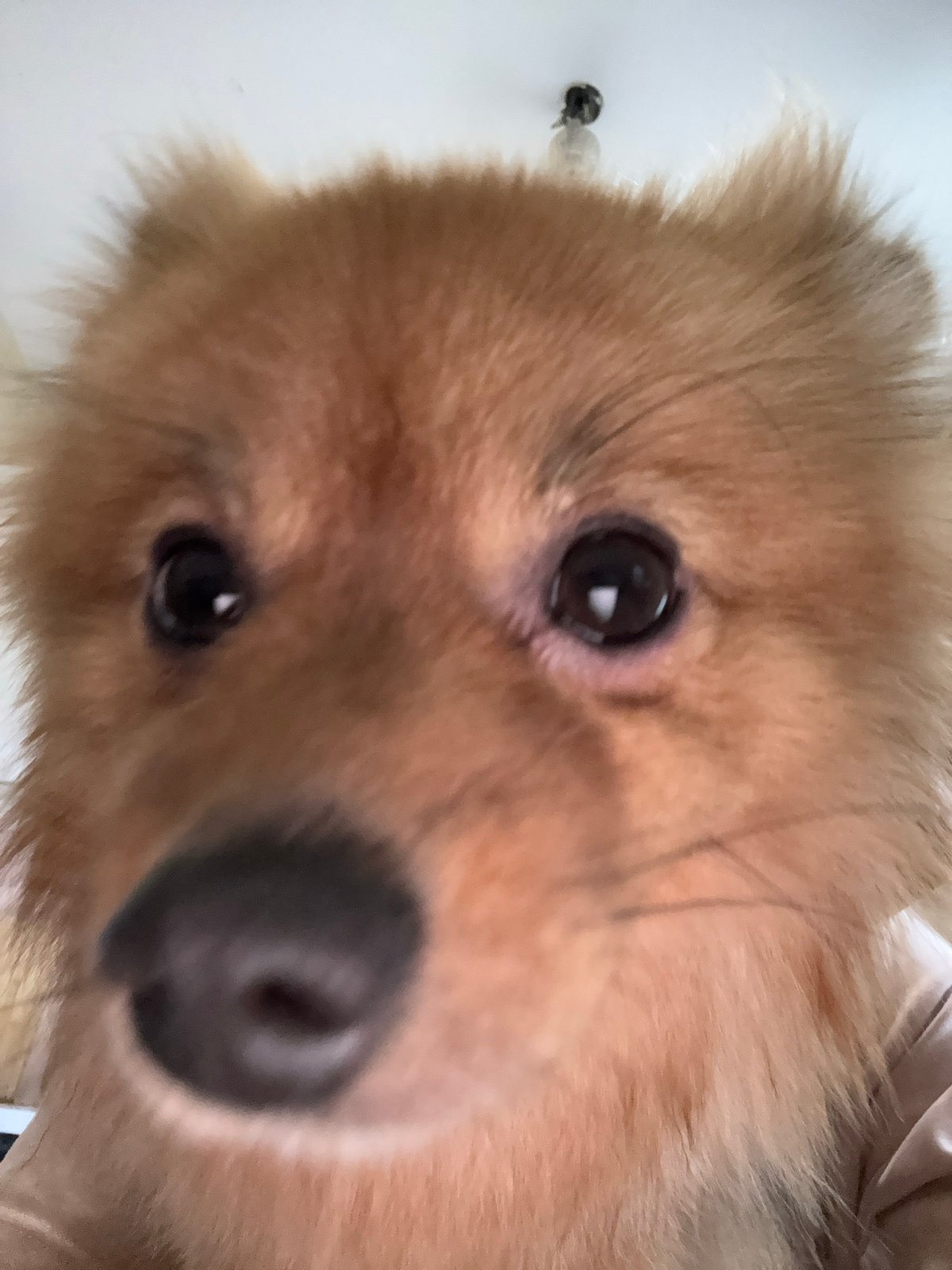 Pomeranian steals the show in a Khimki home