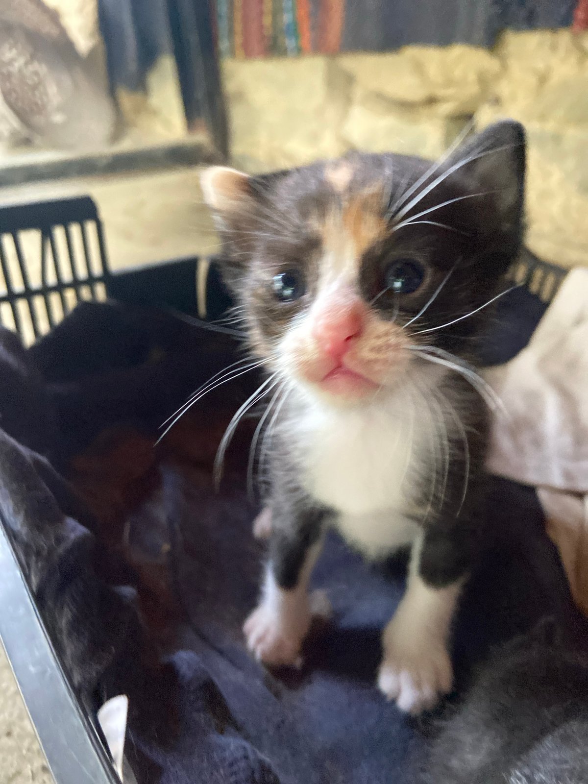 Litter of kittens photographed outdoors in Mindia, Bulgaria