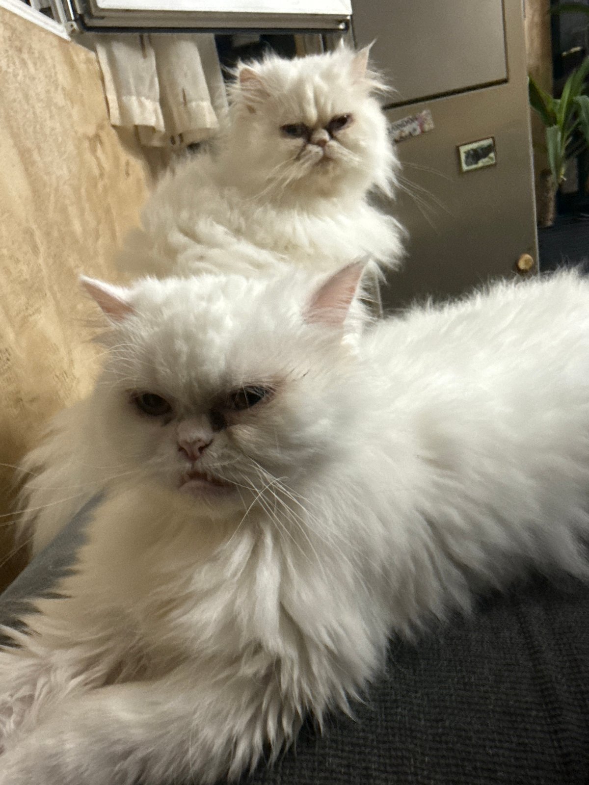 Persian cats lounge on furniture in Bulgarian home