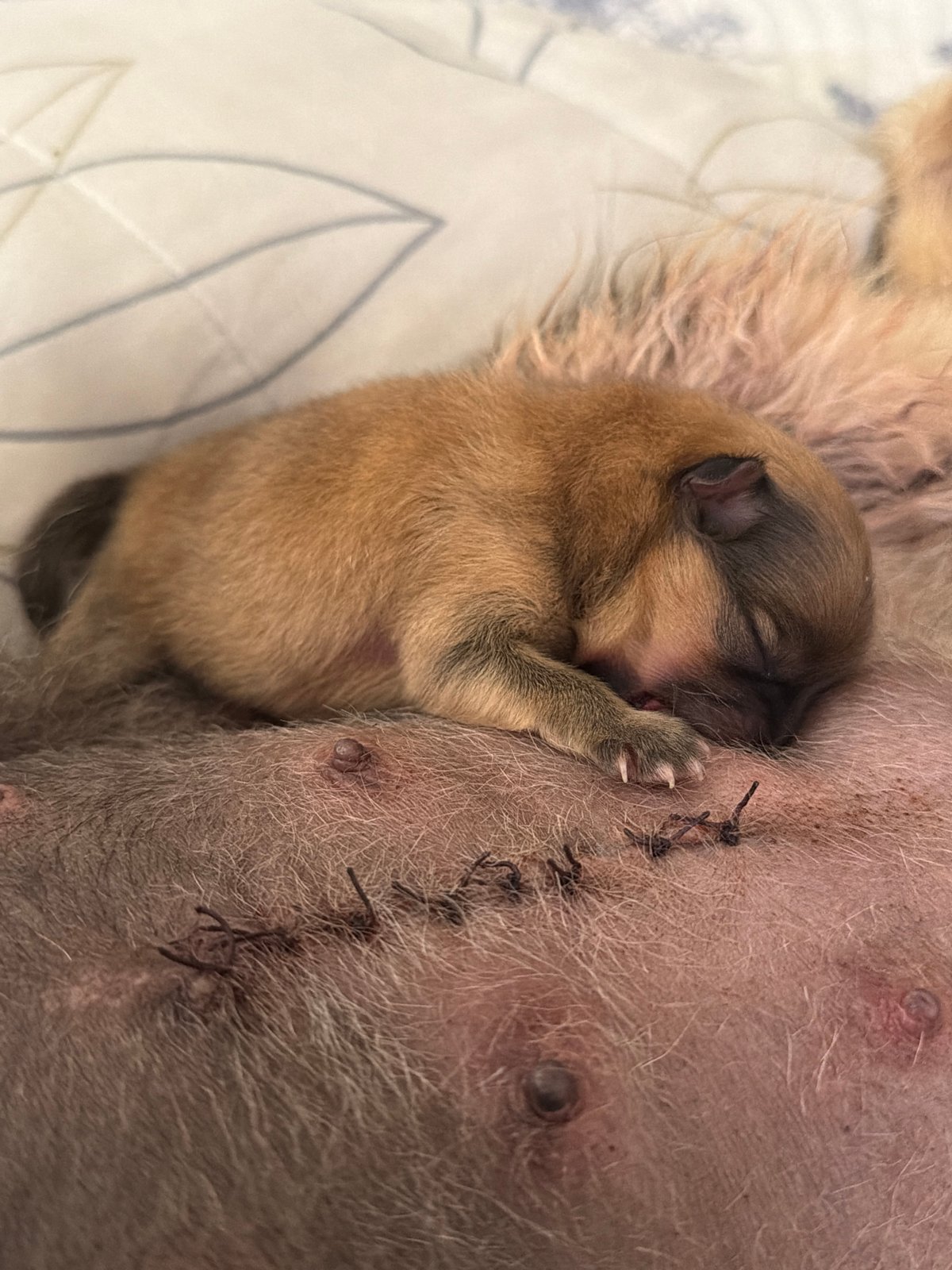 Dogs and newborn puppies documented across Mexican locations