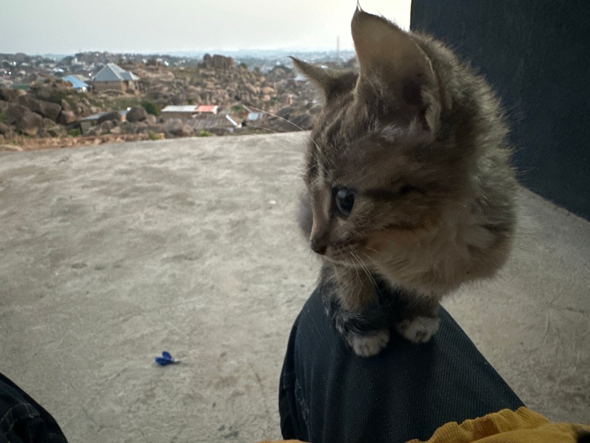 Early morning kitten encounters amid Jos Nigeria's rocky cityscape