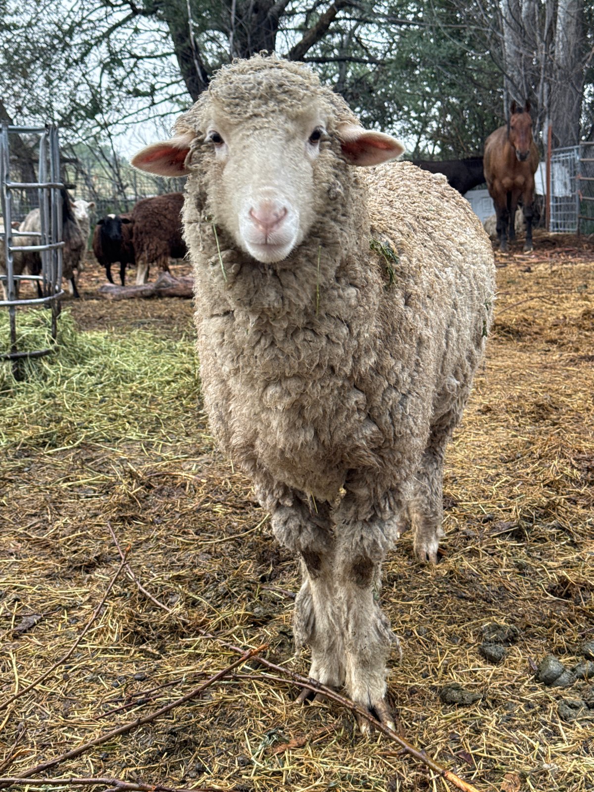Farm animals, vehicles observed in rural Boulder area overnight