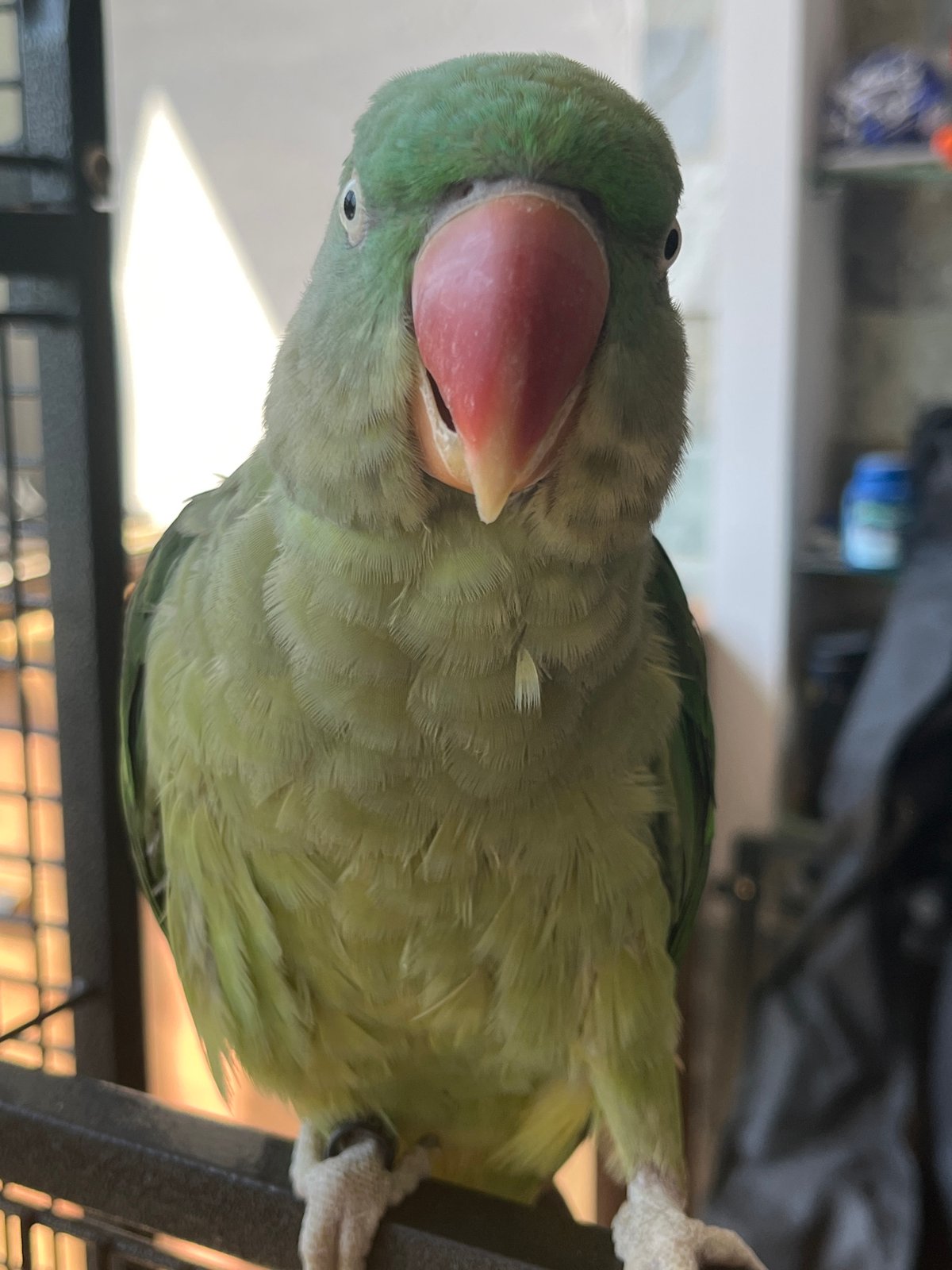 Pet parrot and morning coffee, Pazardzhik home