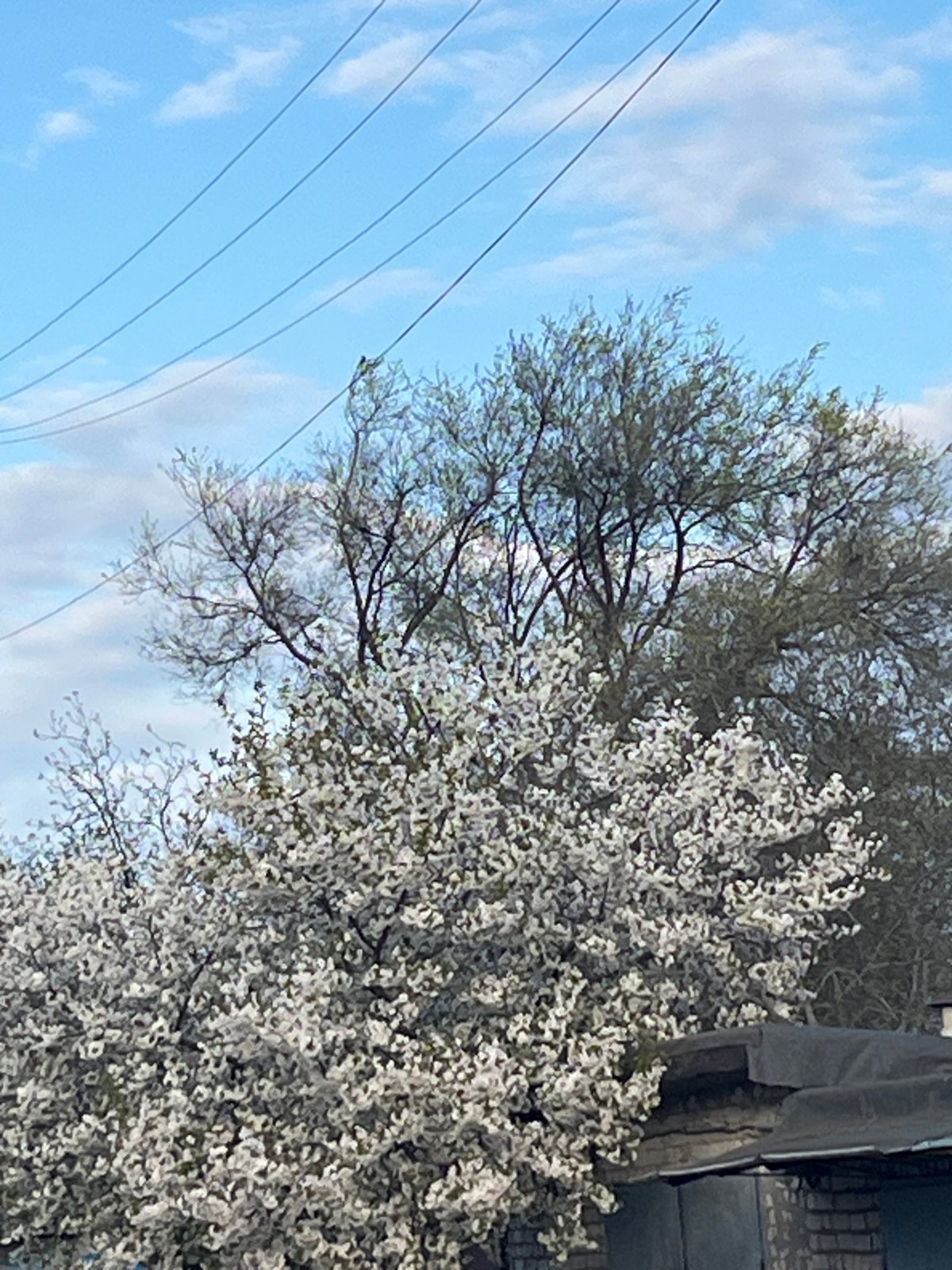 Spring day scenes with dogs and blooming trees in Kryvyi Rih