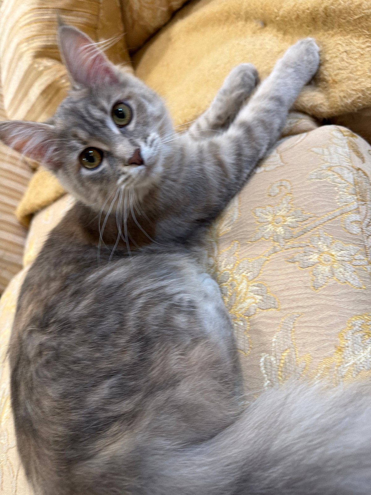 Woman relaxes at home with grey cat and orange dog