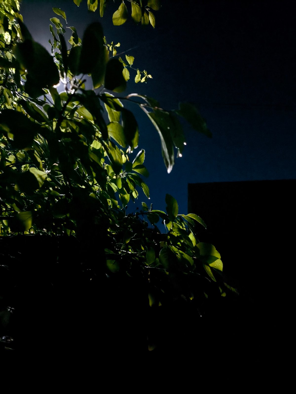 Nighttime illumination of wet vegetation observed by witnesses