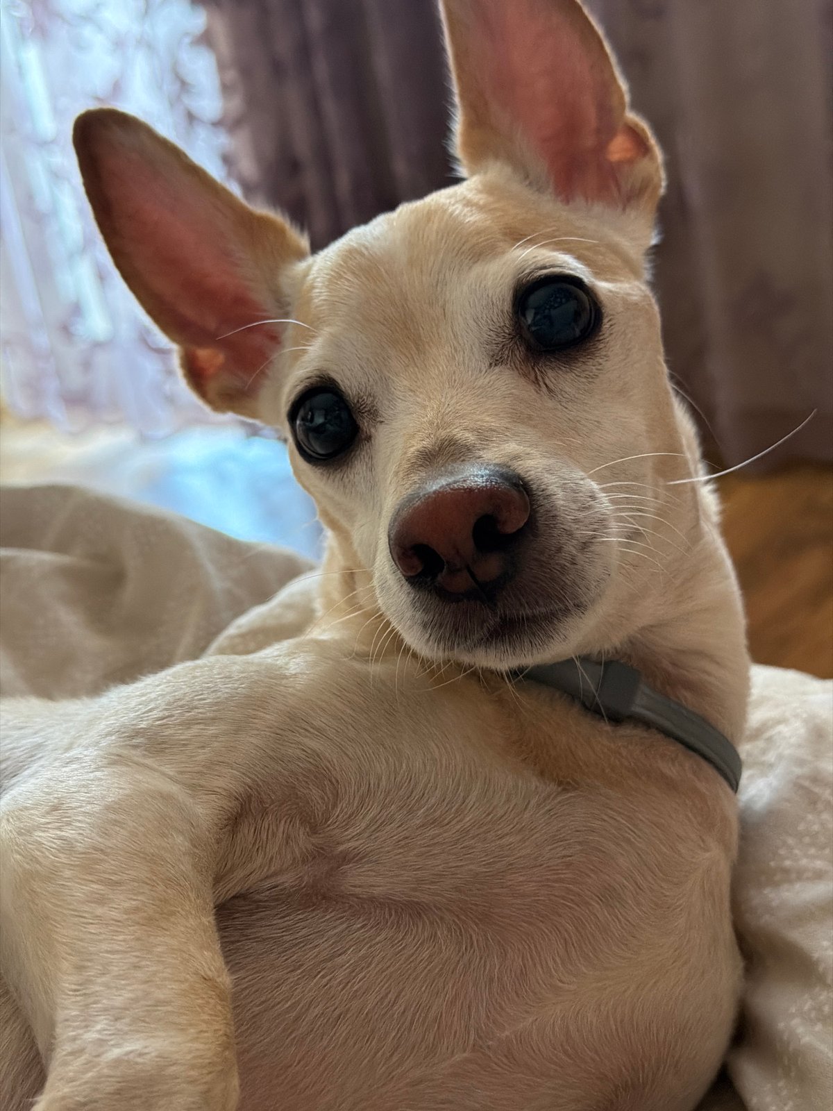 Chihuahua mix dominates a lazy Plovdiv morning, indoors
