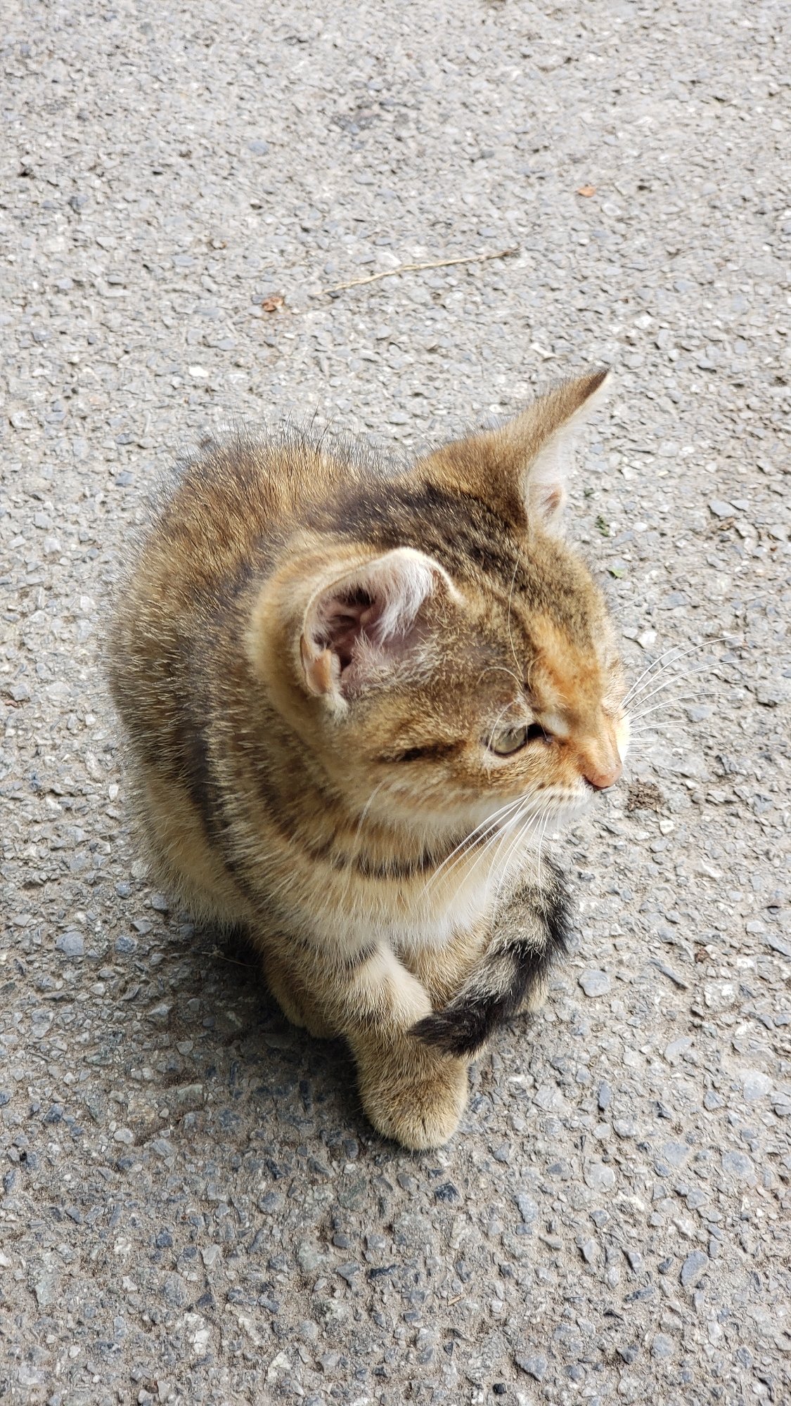Tabby kitten and street scenes from a wet Prešov morning