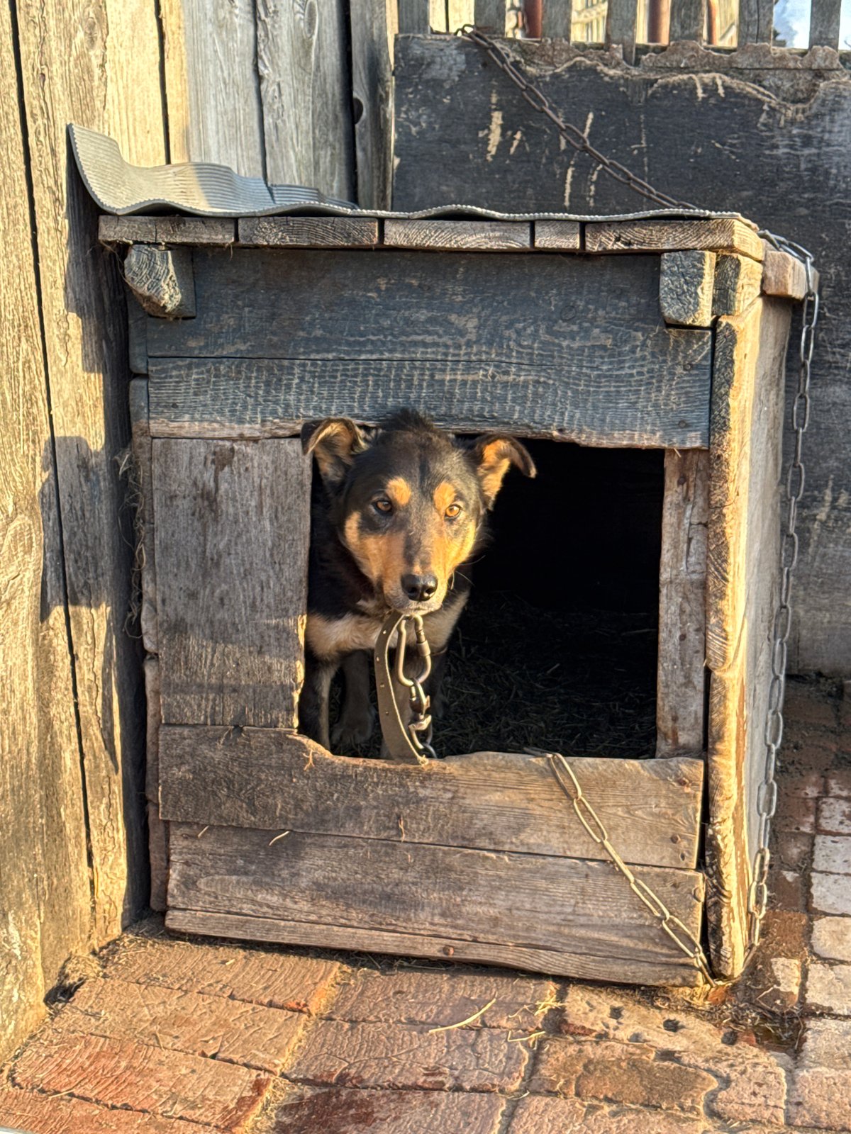 Chained dog rests in wooden doghouse in rural Russia