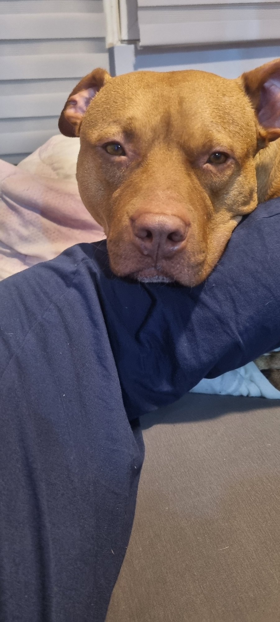 Dog photographed in relaxed indoor poses wearing accessories