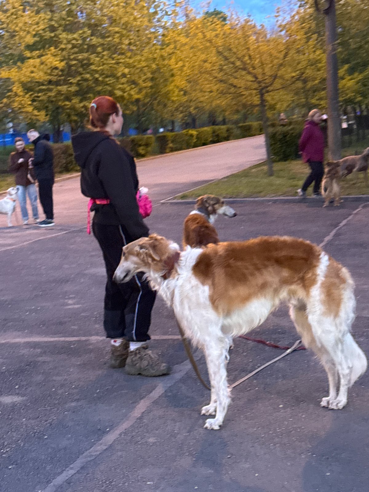 Afternoon park activity observed in Rostov-on-Don with people, dogs