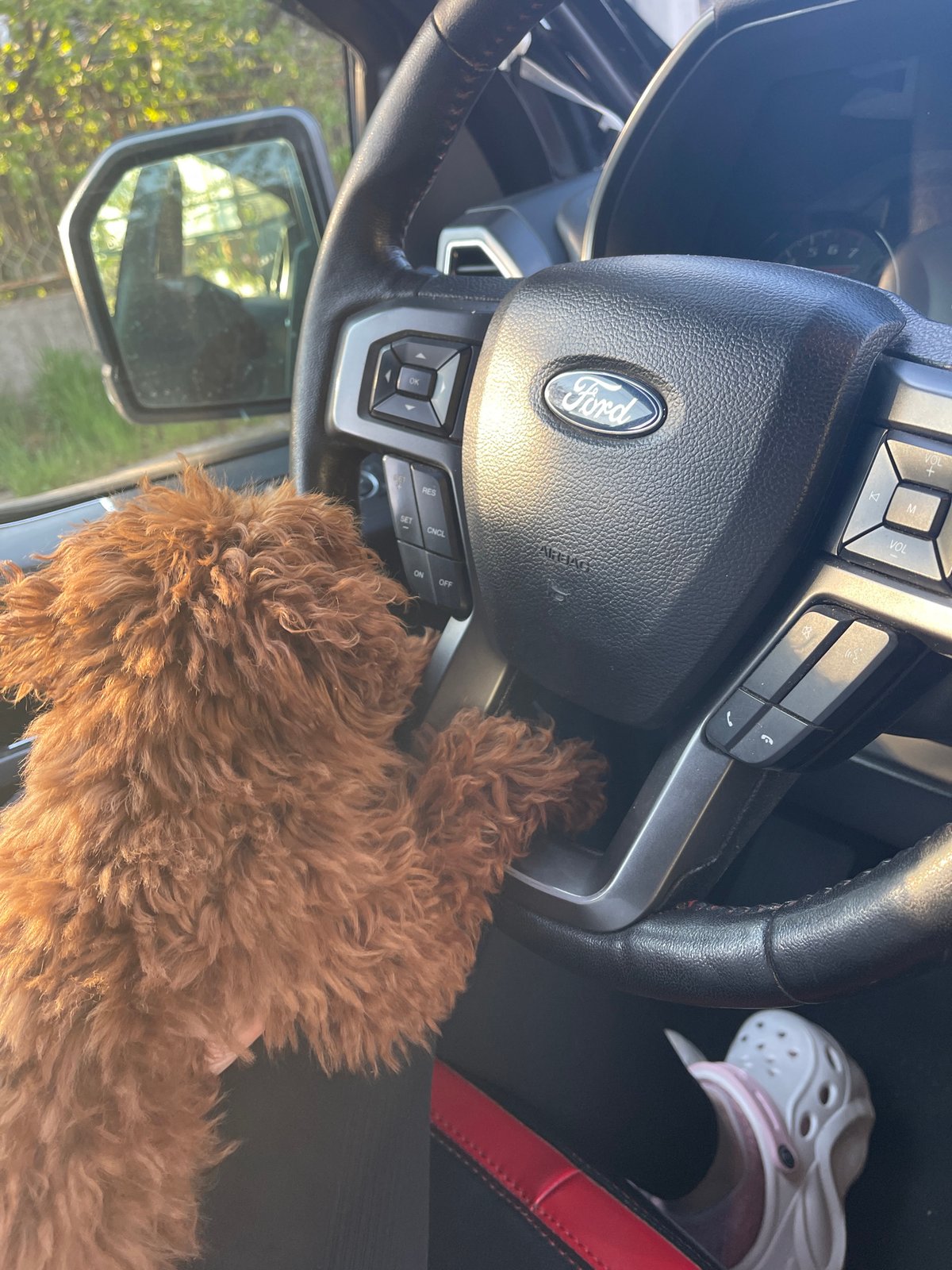 Fluffy dog photographed with passengers inside Ford vehicle in Sofia