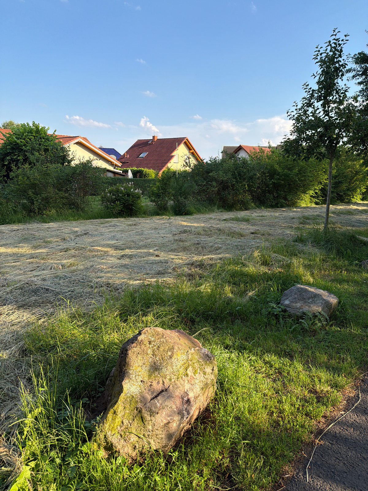 Slow afternoon in a garden: mown grass, wild bees, and apple trees