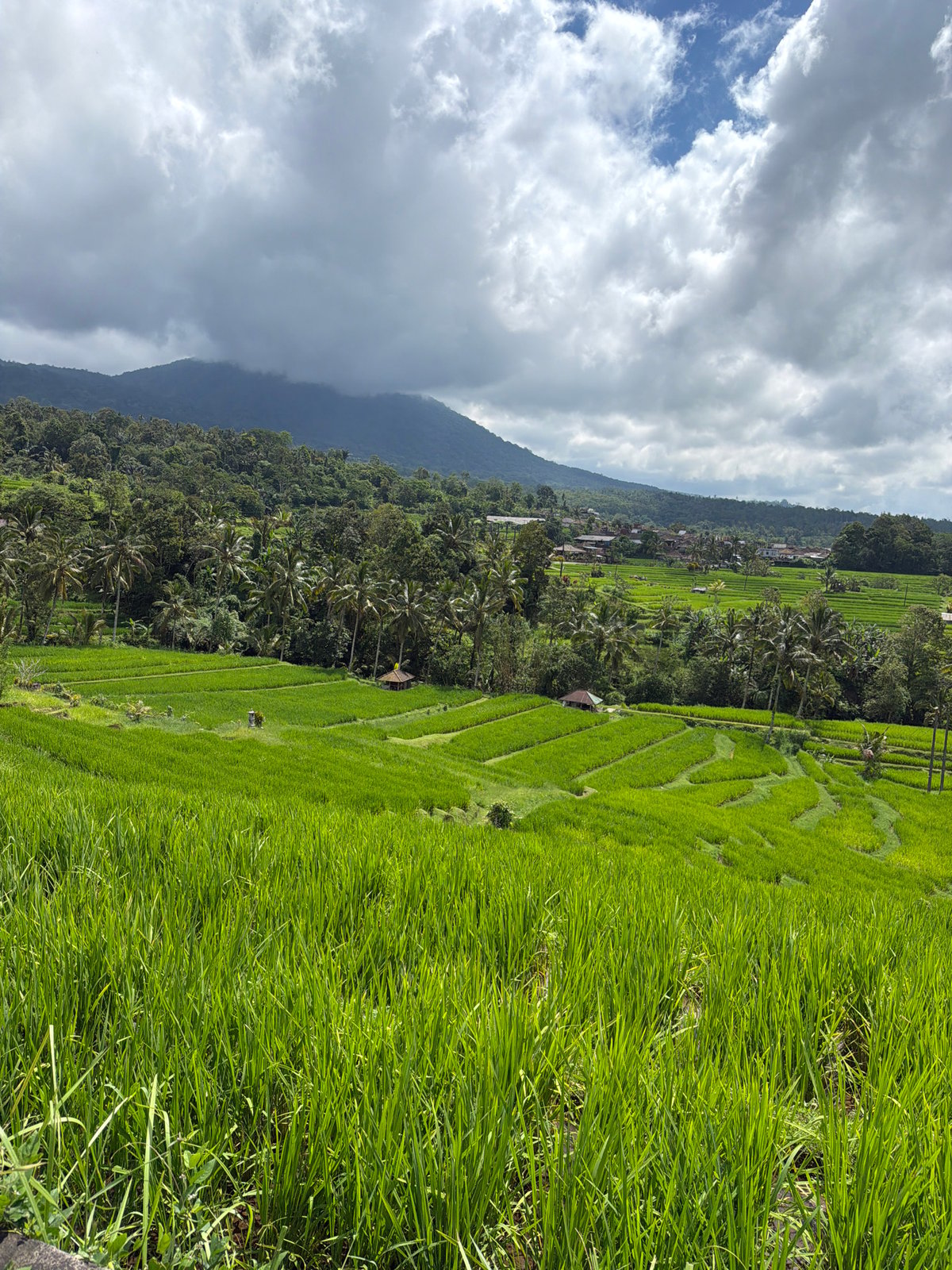 Rice terraces documented in Penebel, Indonesia agricultural region