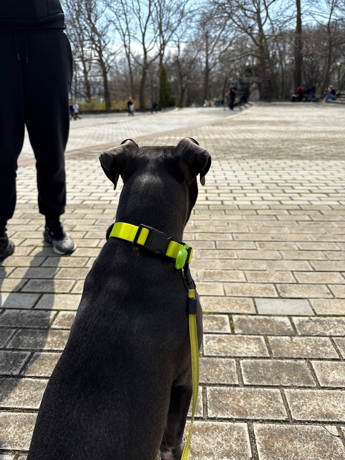 Dog walk and spring park scenes observed in Varna