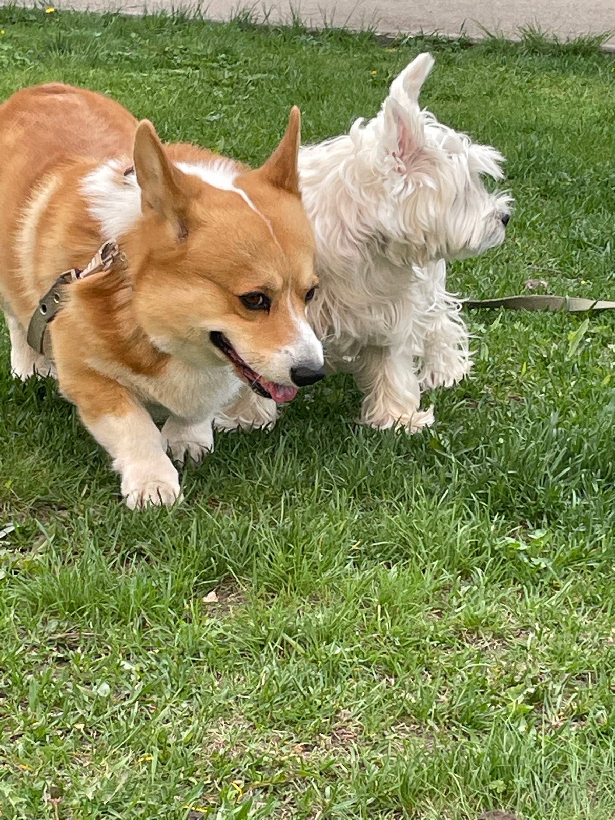 Corgi and terrier caught playing on unknown city lawn