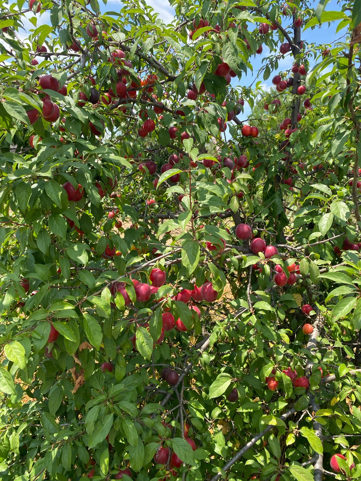 Ripe plums, grape leaves, and blooming hibiscus in summer light