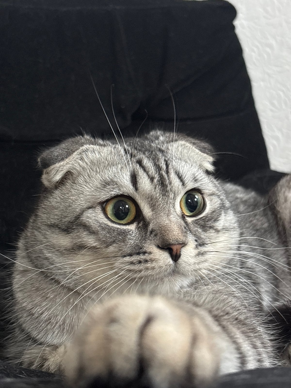 Gray tabby cat spotted lounging around Perm residence