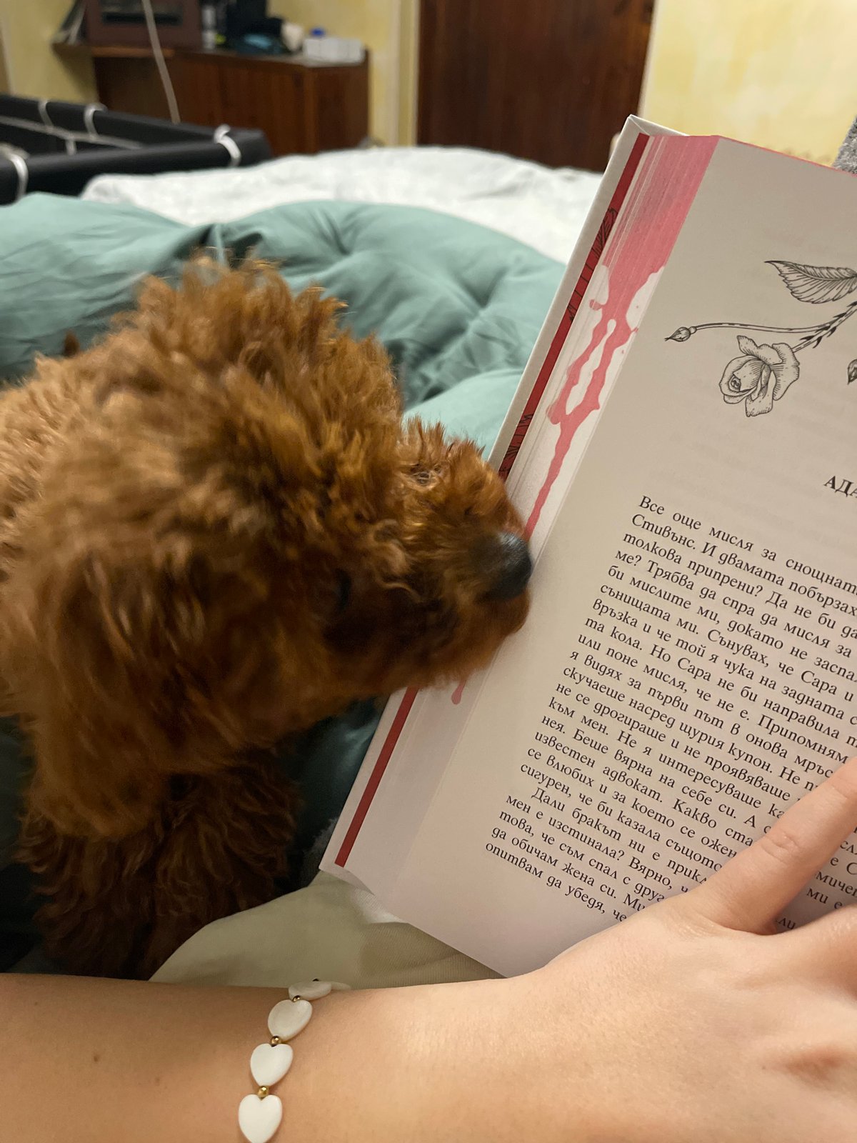 Woman and poodle share quiet reading time at home
