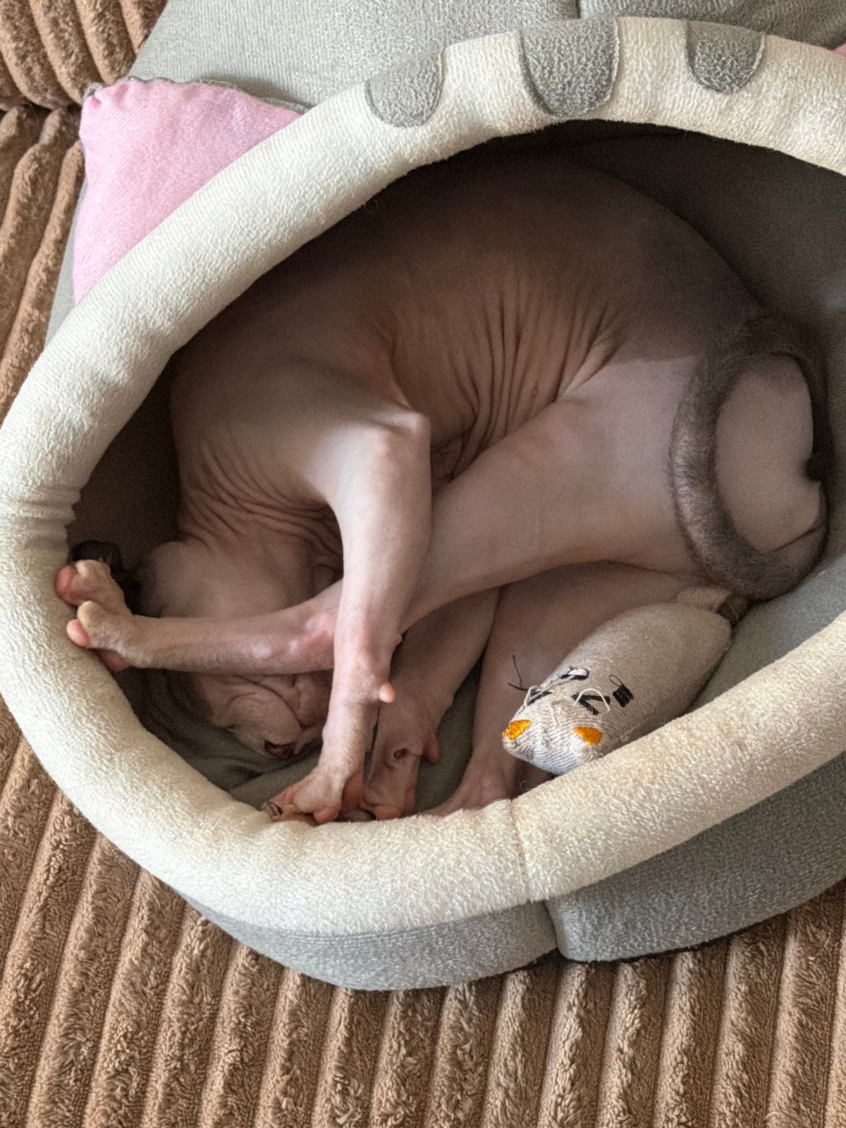 Sphynx Cat Naps in Decorative Bed Over 20-Minute Period