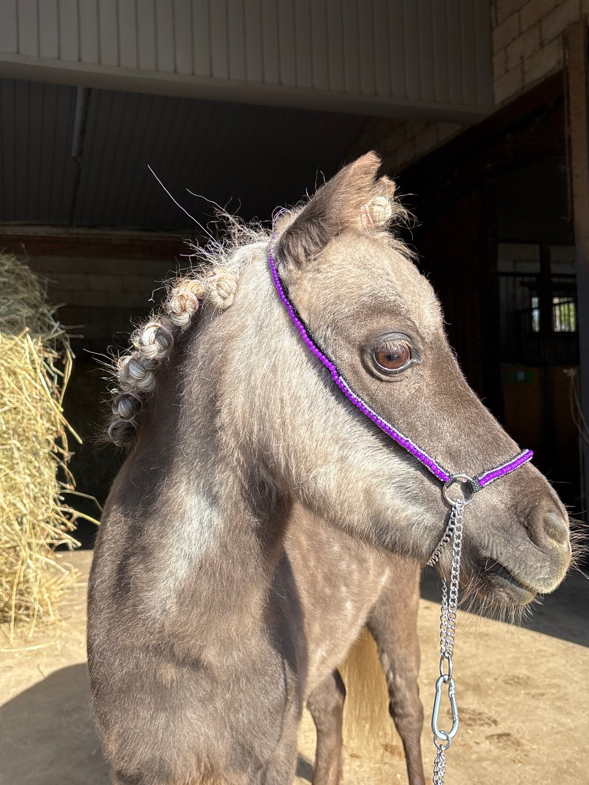 Routine horse care activities observed at Russian facility