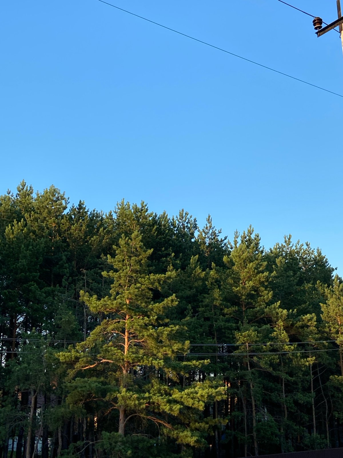 Pine tree line under blue sky, two angles