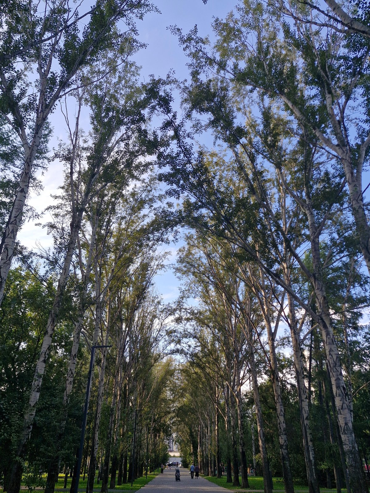 Lazy summer afternoon in a Yekaterinburg birch-lined park