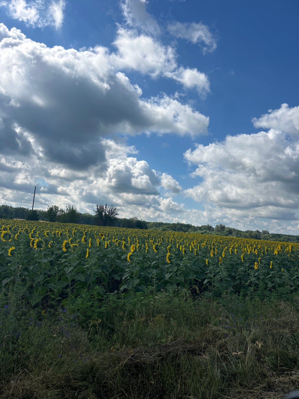 Sunflower fields in full bloom under a moody Ukrainian sky