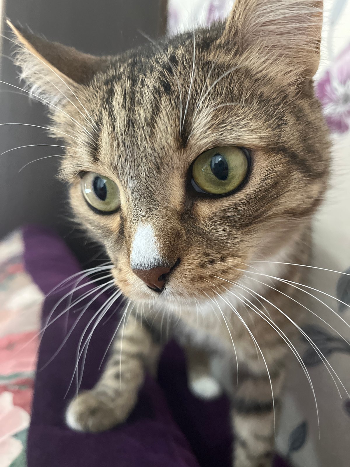 Person documents afternoon moments with tabby cat in Izhevsk