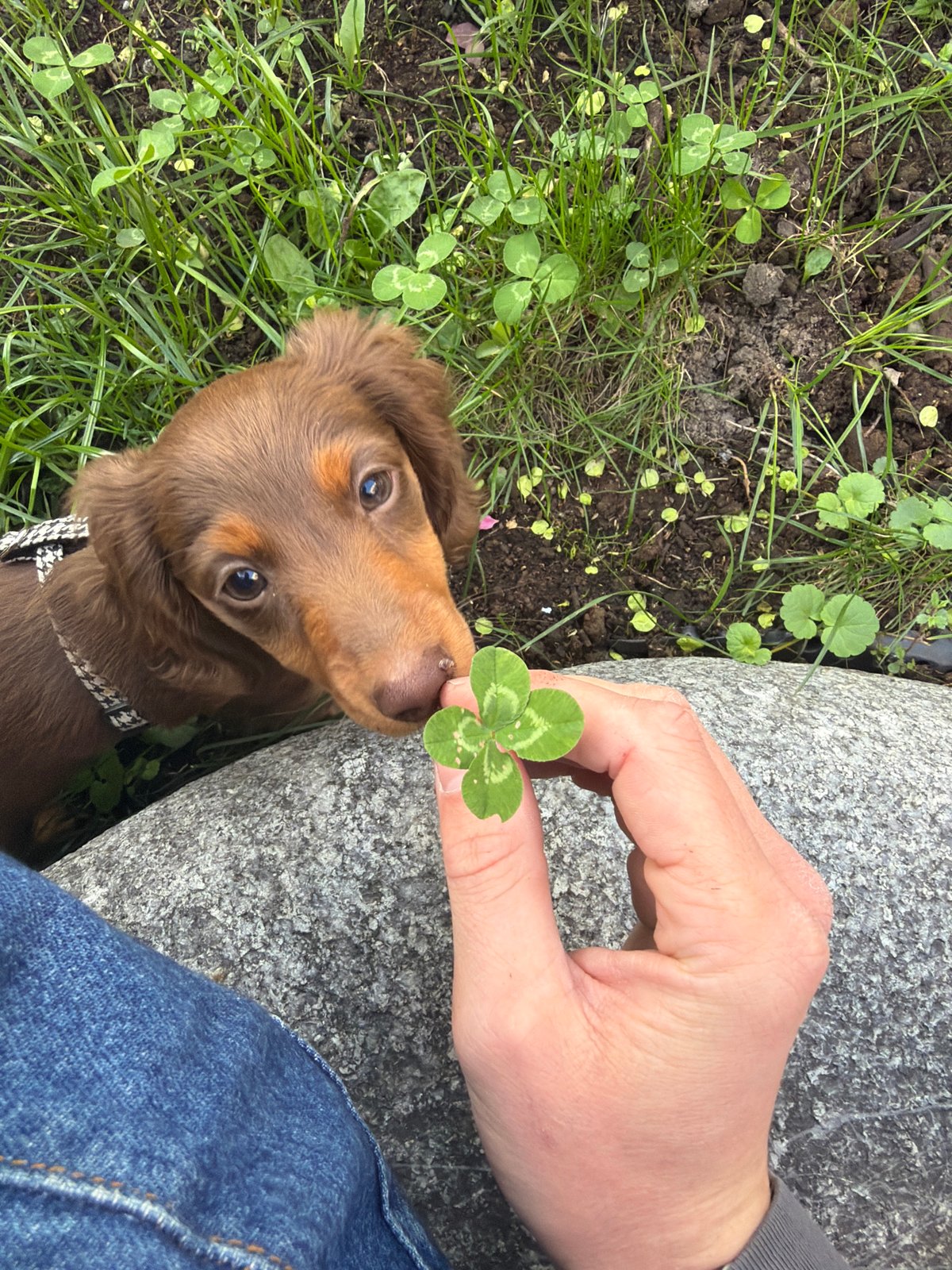 Dachshund puppy sniffs four-leaf clover in Montreal park